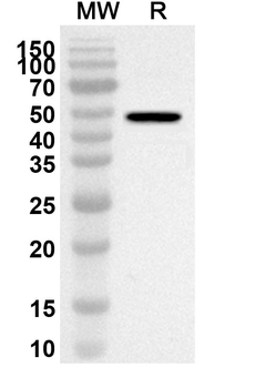 GSPT1 Rabbit Polyclonal Antibody