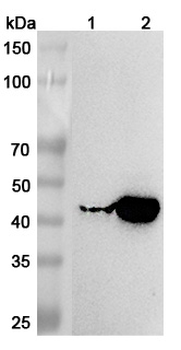 KYAT1 Rabbit Polyclonal Antibody