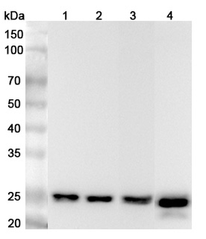 ARHGDIA Rabbit Polyclonal Antibody