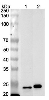 MRPS15 Rabbit Polyclonal Antibody