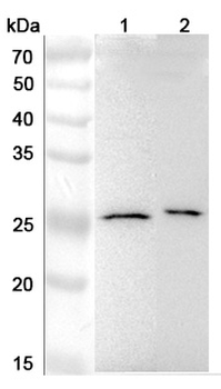 MAD2L2 Rabbit Polyclonal Antibody