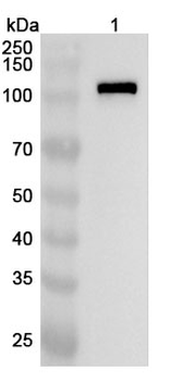 NFATC3 Rabbit Polyclonal Antibody