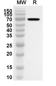 LIG4 Rabbit Polyclonal Antibody