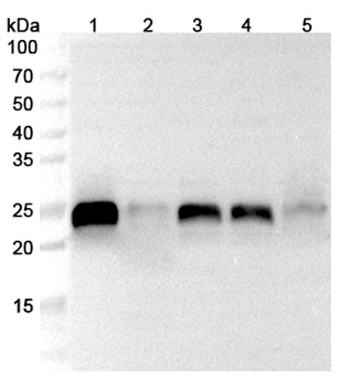 PRDX1 Rabbit Polyclonal Antibody