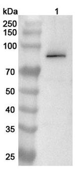 CUL4A Rabbit Polyclonal Antibody