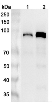 CUL4A Rabbit Polyclonal Antibody