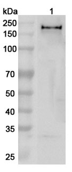 ZEB1 Rabbit Polyclonal Antibody