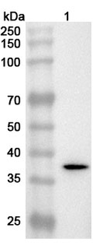 Salmonella enterica porin OmpC Rabbit Polyclonal Antibody