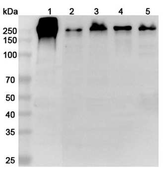 LAMC1 Rabbit Polyclonal Antibody