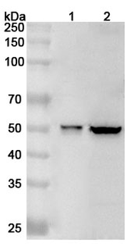 GSDMD Rabbit Polyclonal Antibody