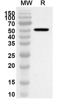 WDFY1 Rabbit Polyclonal Antibody