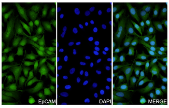 CD326/EPCAM Rabbit Polyclonal Antibody