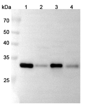 CD326/EPCAM Rabbit Polyclonal Antibody