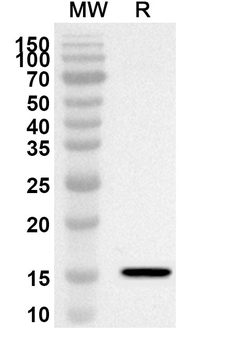 CD278/ICOS Rabbit Polyclonal Antibody