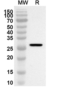 MAP4K5 Rabbit Polyclonal Antibody