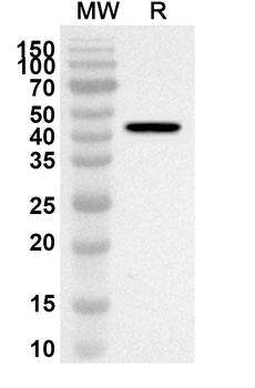 PA2G4 Rabbit Polyclonal Antibody