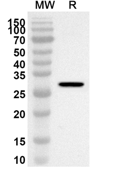 EGFL7 Rabbit Polyclonal Antibody