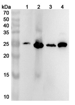 GSTA3 Rabbit Polyclonal Antibody