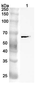 SQSTM1/p62 Rabbit Polyclonal Antibody