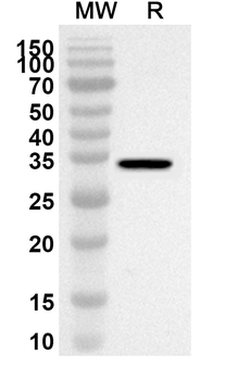 BCL2L1 Rabbit Polyclonal Antibody