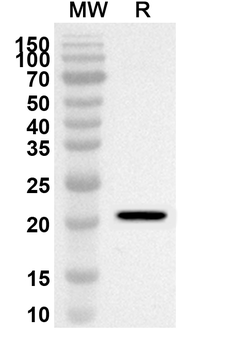 ITIH3 Rabbit Polyclonal Antibody