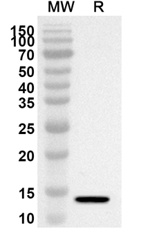 CD129/IL9R Rabbit Polyclonal Antibody