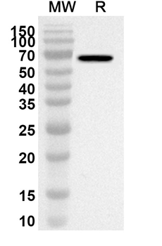 PSMD4 Rabbit Polyclonal Antibody