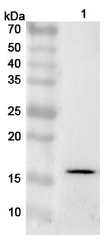 AIF1/IBA1 Rabbit Polyclonal Antibody