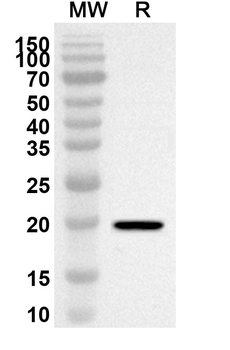 SOX9 Rabbit Polyclonal Antibody