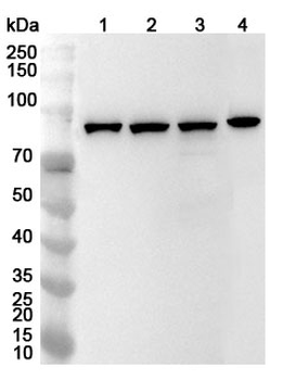 STAT1 Rabbit Polyclonal Antibody