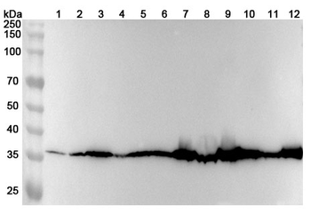 MDH1 Rabbit Polyclonal Antibody