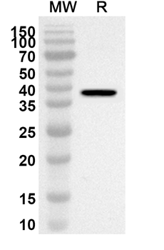 GPX4 Rabbit Polyclonal Antibody