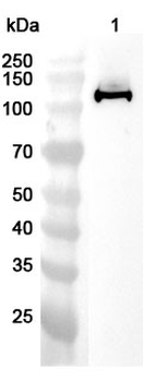 JAK1 Rabbit Polyclonal Antibody