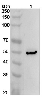 BMP6 Rabbit Polyclonal Antibody