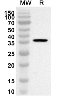 MX2 Rabbit Polyclonal Antibody