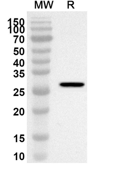 POLA1 Rabbit Polyclonal Antibody