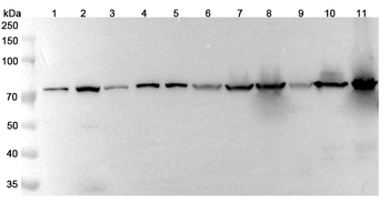 ANXA6 Rabbit Polyclonal Antibody