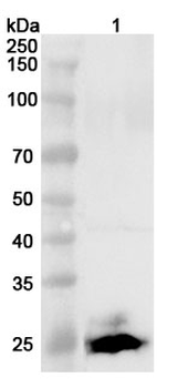 PRSS1 Rabbit Polyclonal Antibody