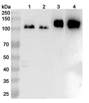 CD29/ITGB1 Rabbit Polyclonal Antibody