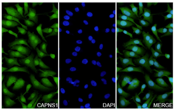 CAPNS1 Rabbit Polyclonal Antibody