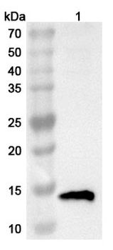 TFF1 Rabbit Polyclonal Antibody