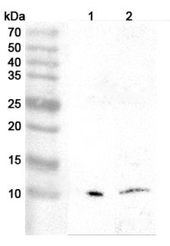 PF4/CXCL4 Rabbit Polyclonal Antibody