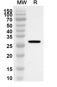F9 Rabbit Polyclonal Antibody