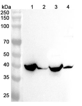 CS Rabbit Polyclonal Antibody