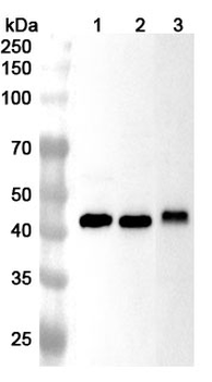 CALU Rabbit Polyclonal Antibody