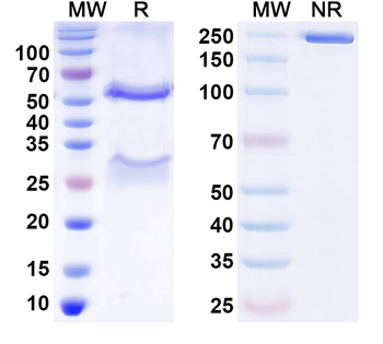 Blomia tropicalis (Mite) Blo t 5/BLOT5 Monoclonal Mouse Monoclonal Antibody