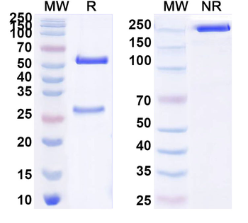 CD87/PLAUR/uPAR Monoclonal Mouse Monoclonal Antibody