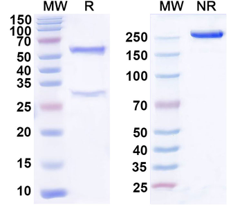 WDR45 Monoclonal Mouse Monoclonal Antibody