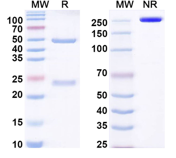 WDR45 Monoclonal Mouse Monoclonal Antibody