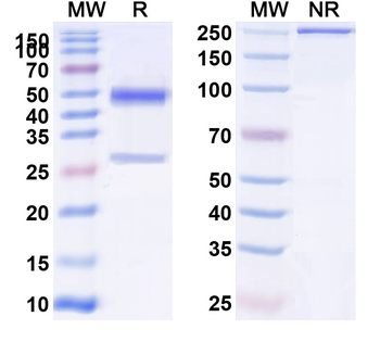RAB39B Monoclonal Mouse Monoclonal Antibody